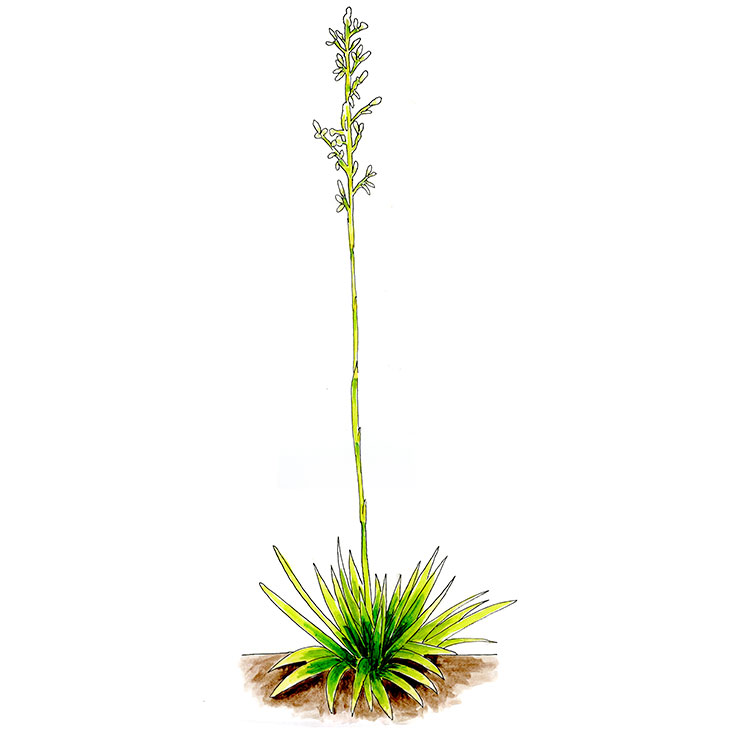 Nodding Yucca (Yucca cernua)