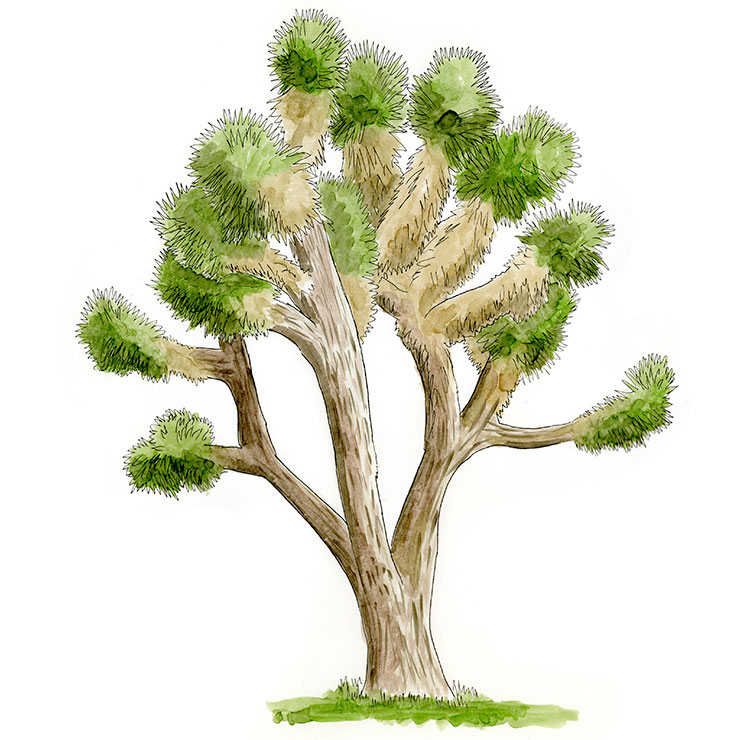 Palmito (Yucca decipiens)