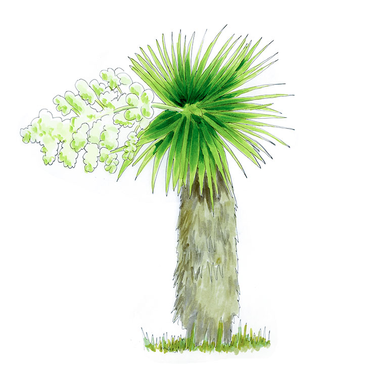 Declined Yucca (Yucca declinata)