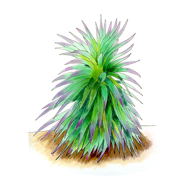 Desmet's Yucca (Yucca desmetiana)