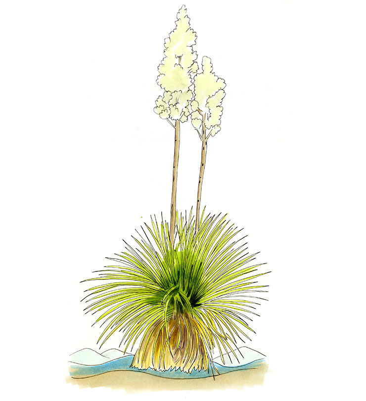 Soaptree Yucca (Yucca elata)