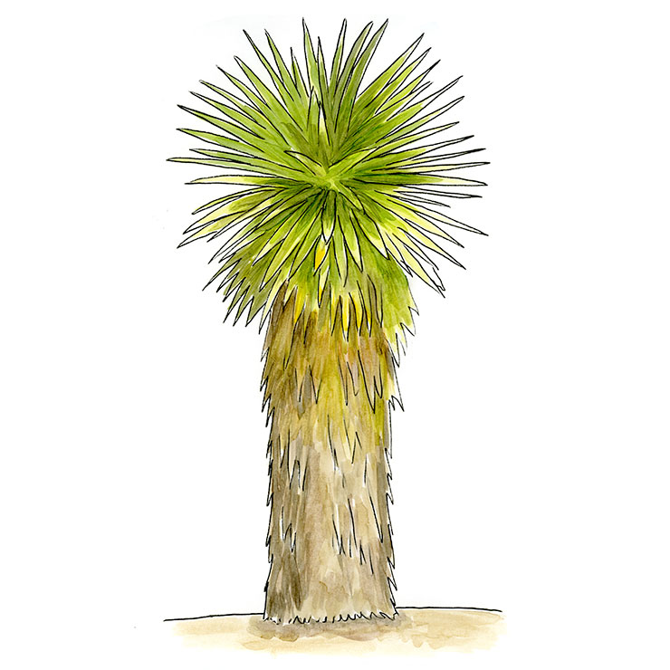 Faxon Yucca (Yucca faxoniana)