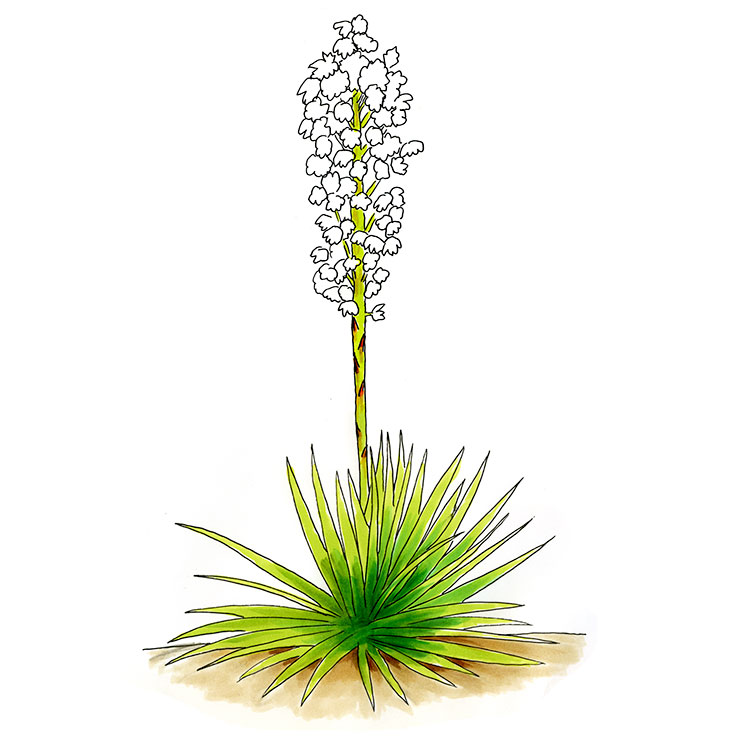 Adam's Needle (Yucca filamentosa)