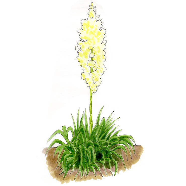 Weak Leaf Yucca (Yucca Flaccida)