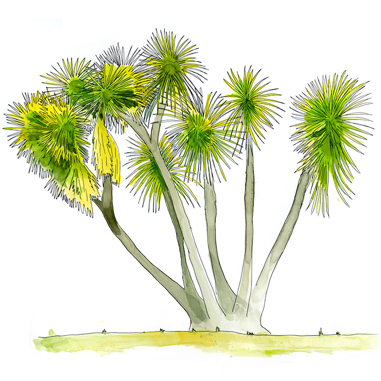 Spineless Yucca (Yucca gigantea)