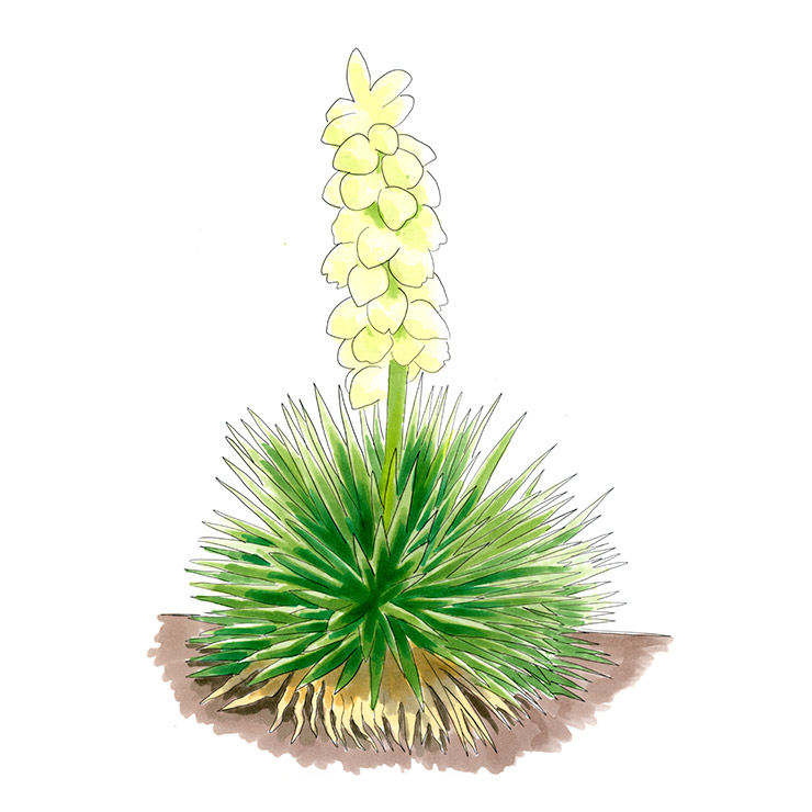 Harriman's Yucca (Yucca harrimaniae)