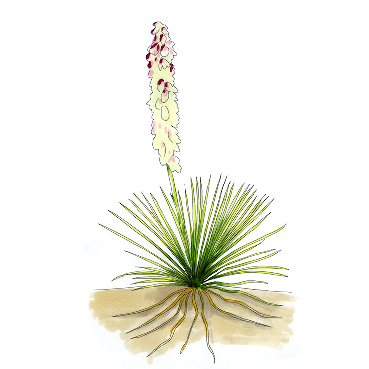 Intermediate Yucca (Yucca intermedia)