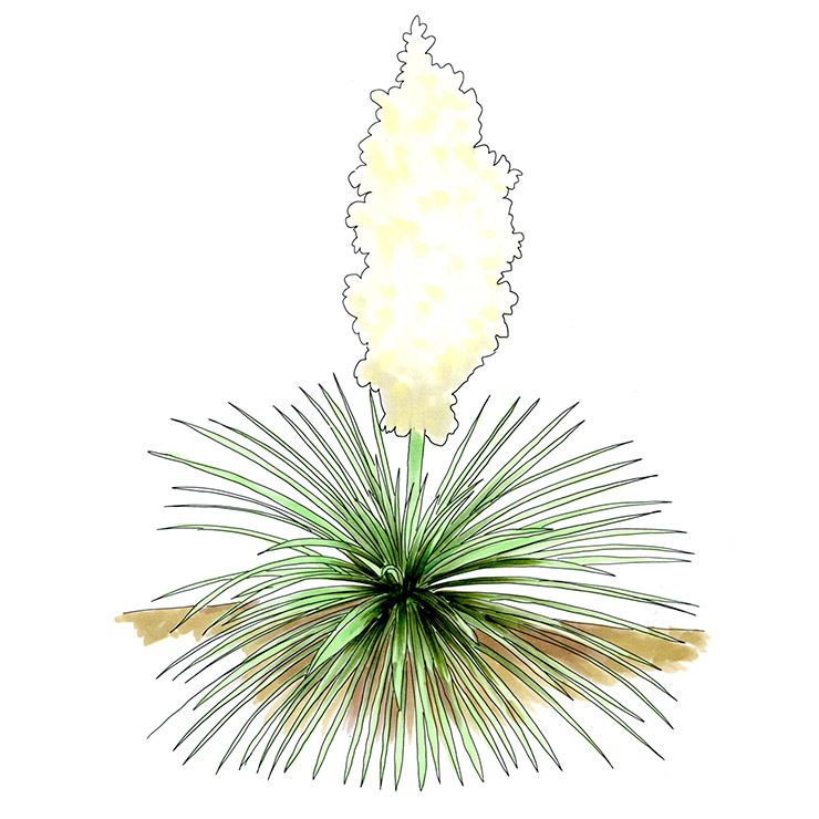 Linear Leaf Yucca (Yucca linearifolia)