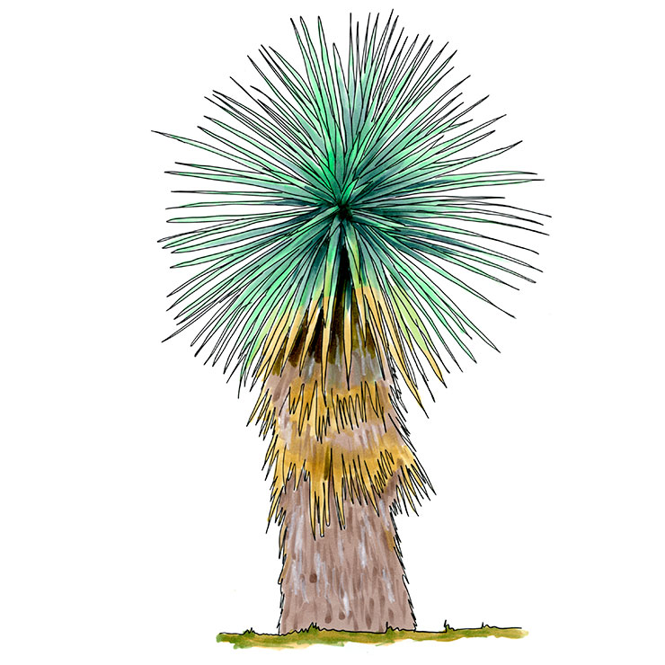 Bright Yucca (Yucca Luminosa)