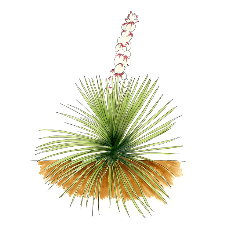 Pachysereus schottii (Yucca neomexicana)