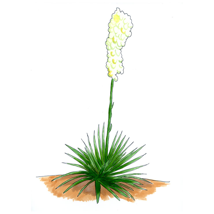Pale-leaf Yucca (Yucca Pallida)
