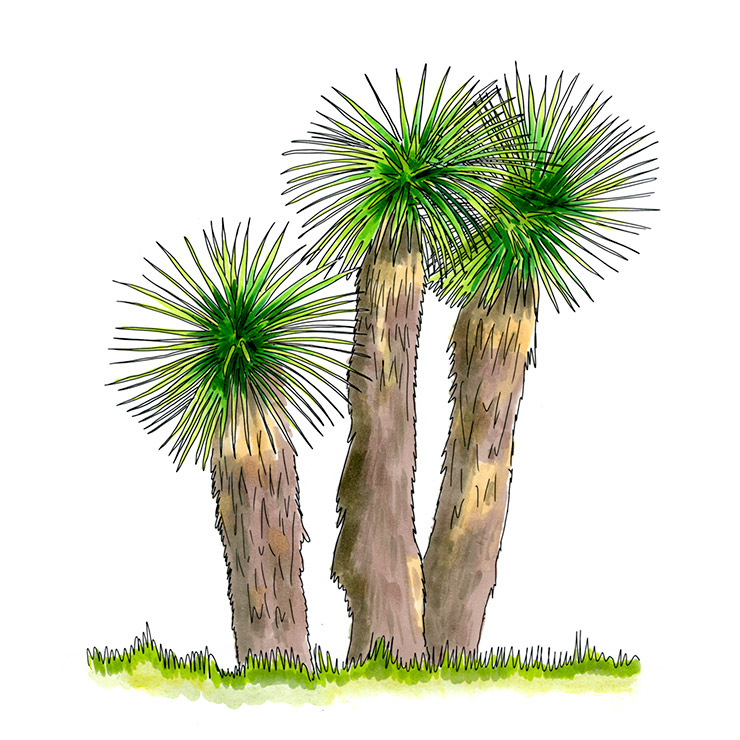 Dangerous Yucca (Yucca periculosa)