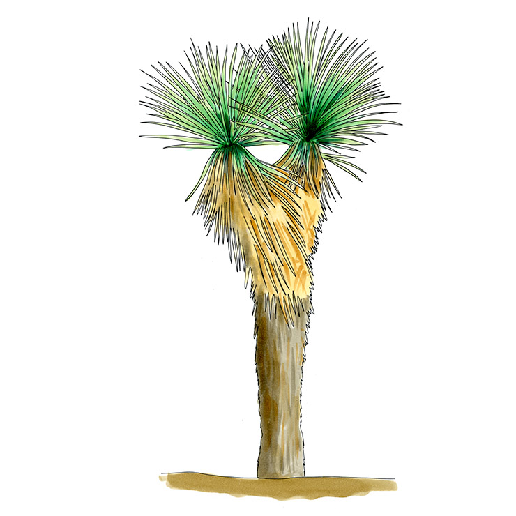 Beaked Yucca (Yucca rostrata)