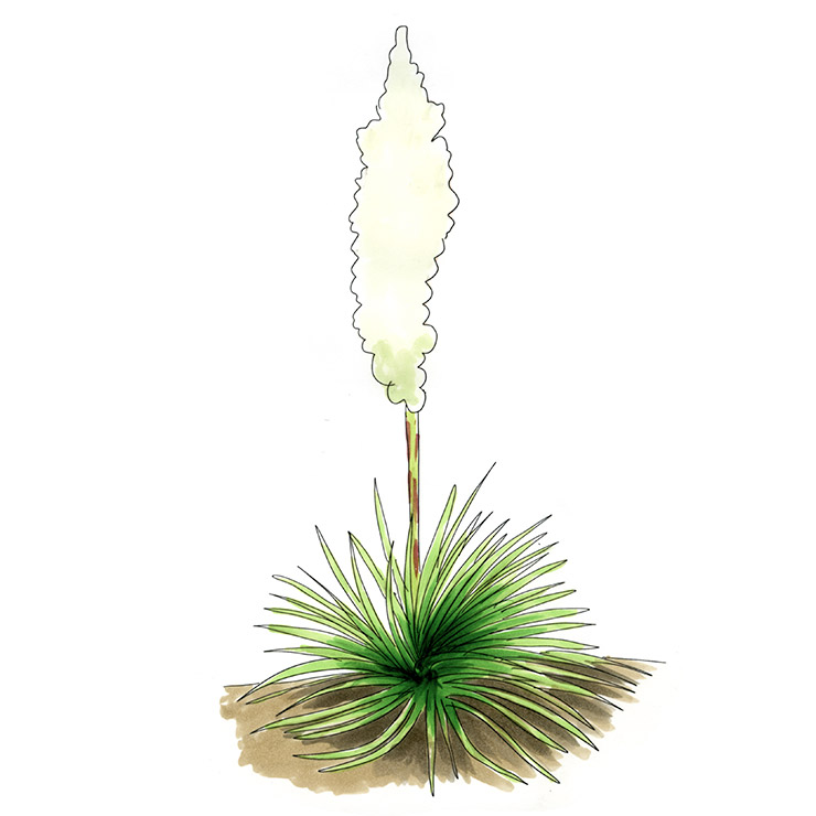 Twist-leaf Yucca (Yucca rupicola)