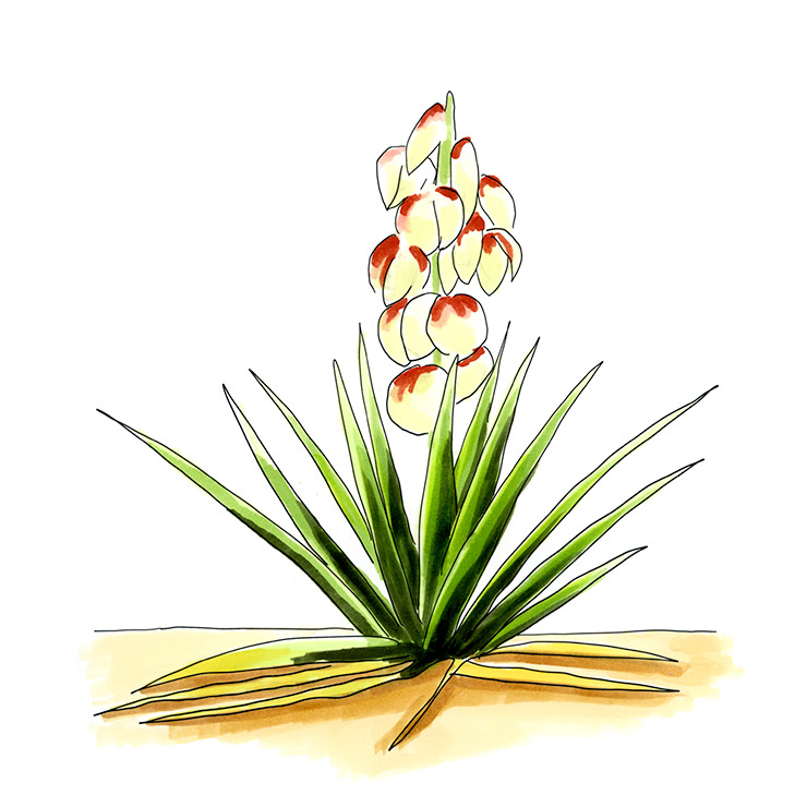 Sterile Yucca (Yucca sterilis)