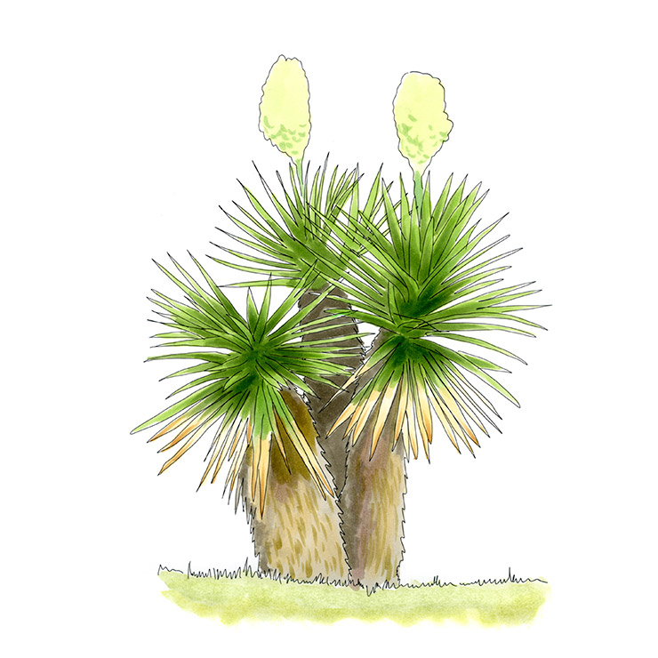 Spanish Dagger (Yucca treculanea)