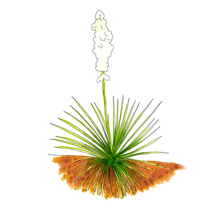 Utah Yucca (Yucca utahensis)