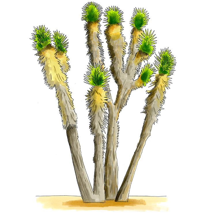 Datilillo (Yucca valida)