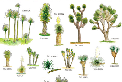 Yuccas of the World Sketch Journal