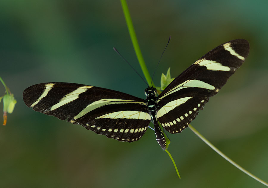 Zebra Longwing (Heliconius charithonia), Jardín Botánico Nacional, Cuba