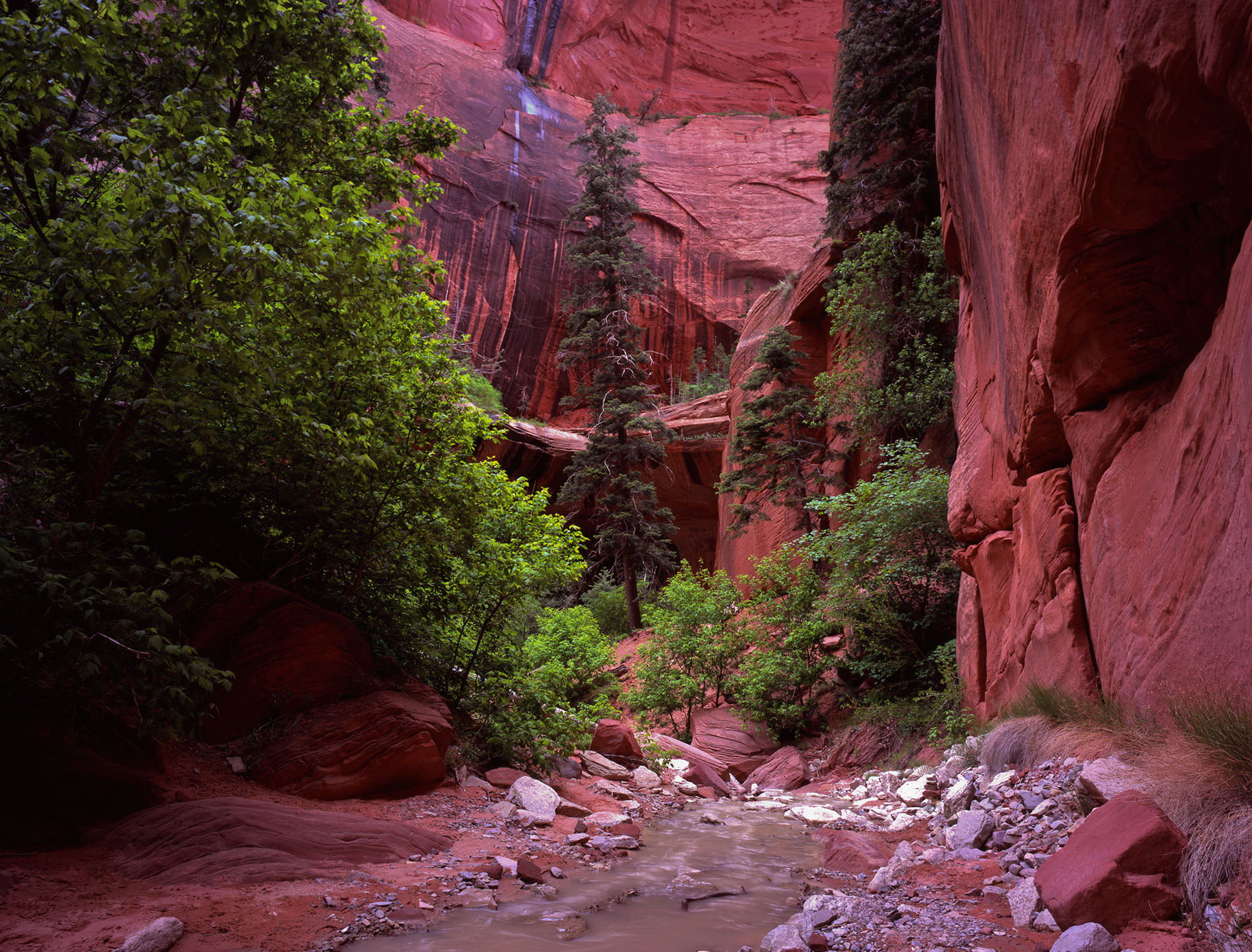 Double Arches, Zion National Park
