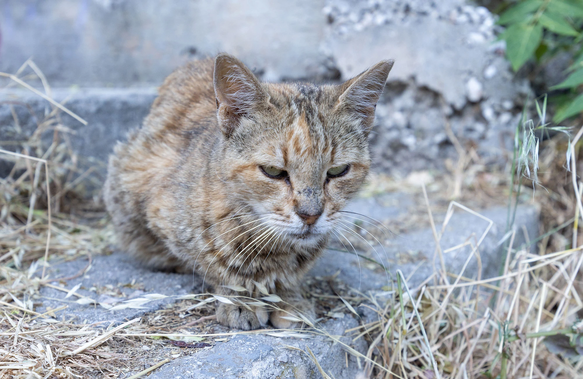 A weathered alley cat with a mottled coat of orange and gray rests on worn stone steps amid dry grass in Anafiotika, Athens.