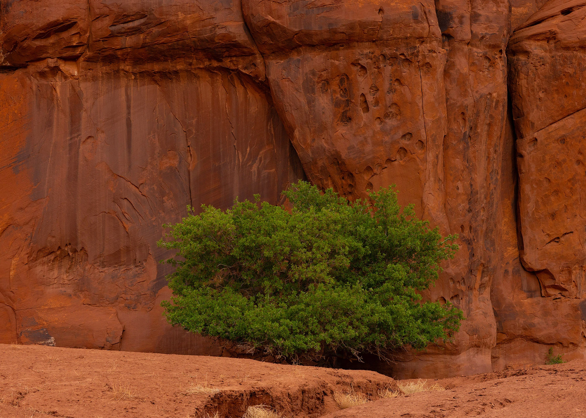 Green tree thriving beneath a red sandstone cliff in Monument Valley, drawing life from water seeping through the rock that sustained Ancestral Puebloan cliff dwellers.