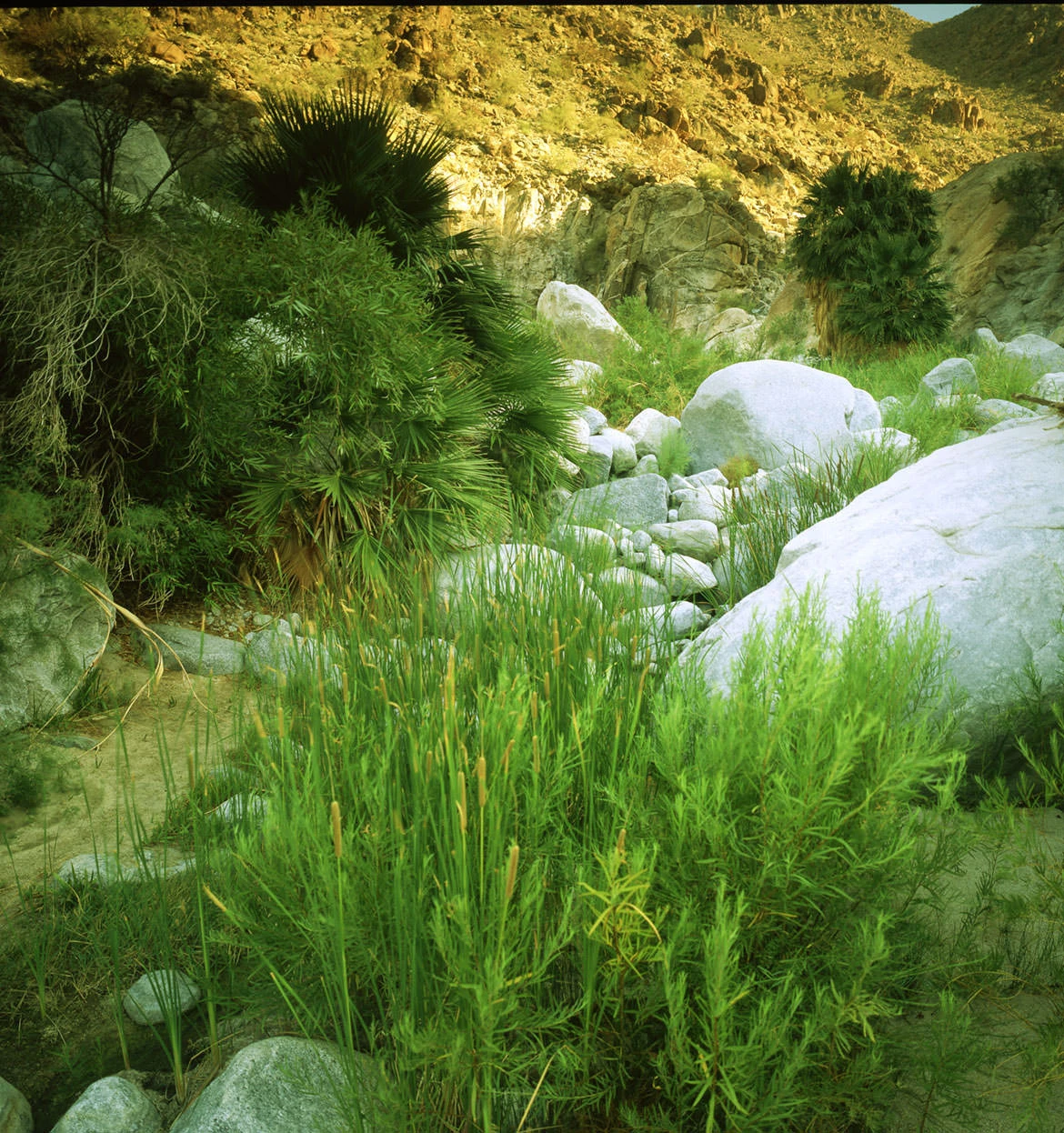 Fan palms and desert grasses growing in the oasis of Guadalupe Canyon, Baja California. The canyon floor contrasts with the surrounding arid mountains, where water sustains lush vegetation and creates a hidden sanctuary for wildlife.