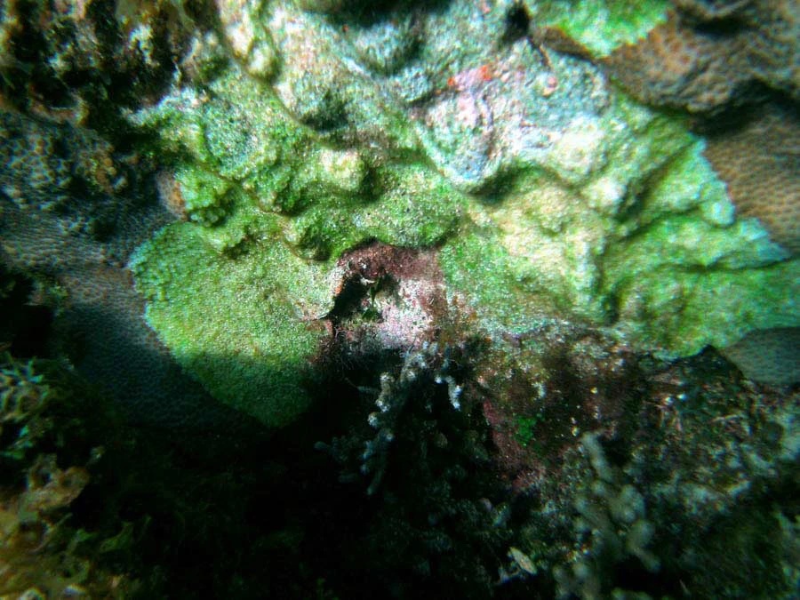 Guana Cay Coral Issues