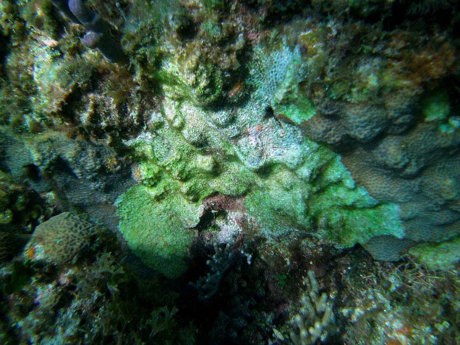 Guana Cay Coral Issues