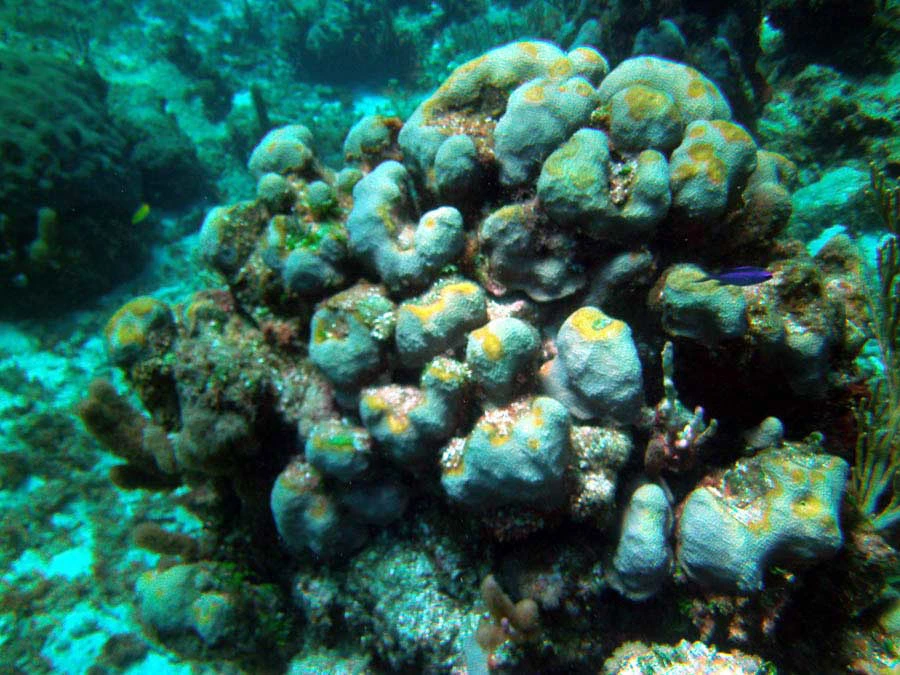 Guana Cay Coral Issues