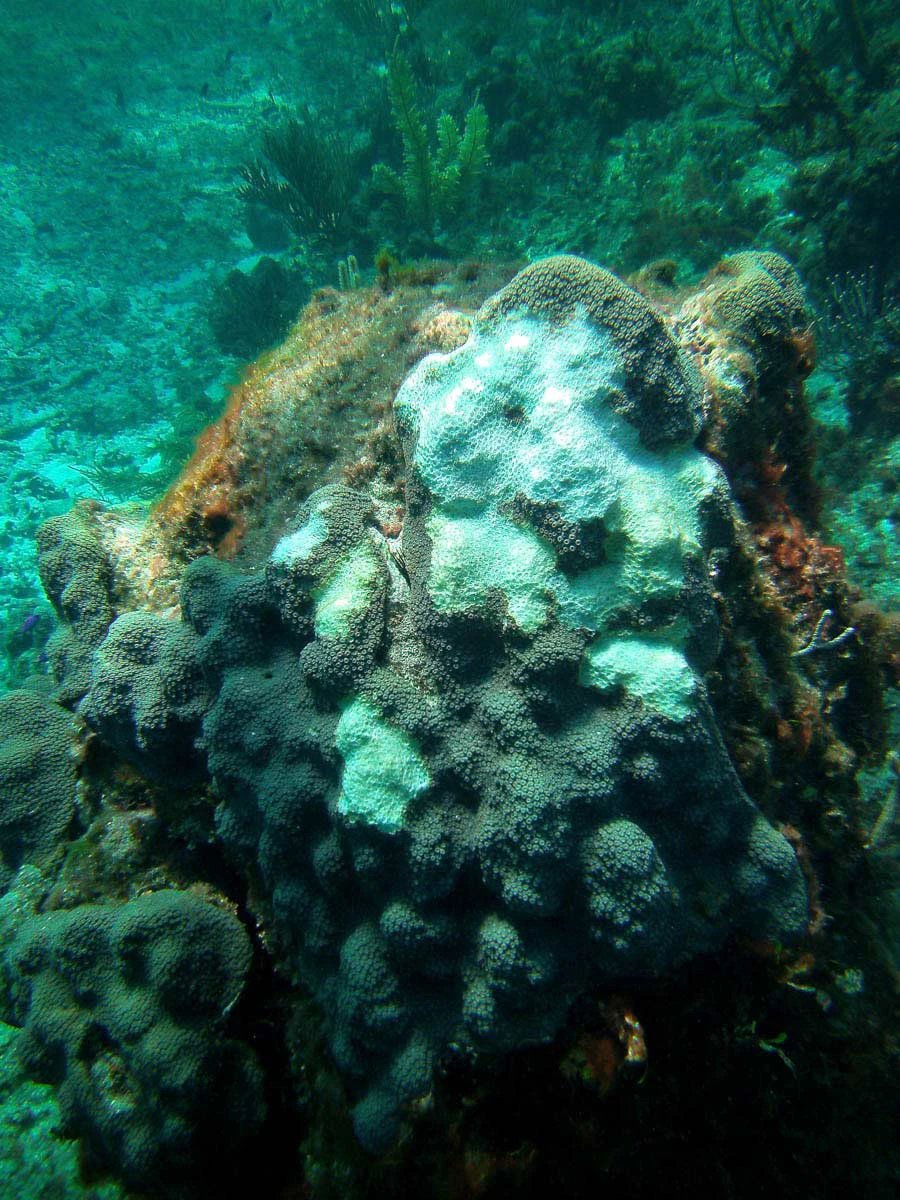 Guana Cay Coral Issues