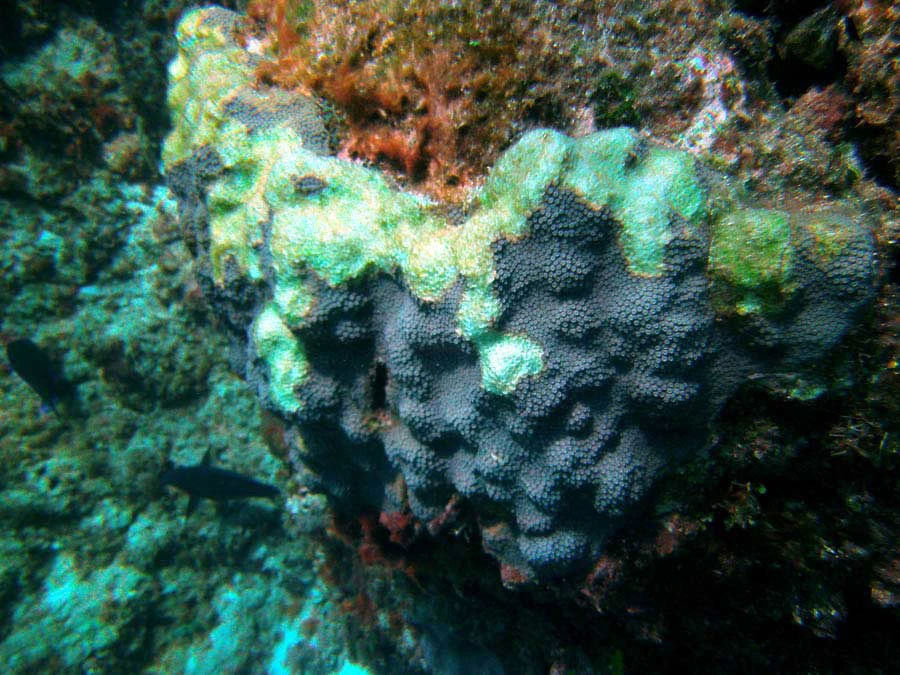 Guana Cay Coral Issues