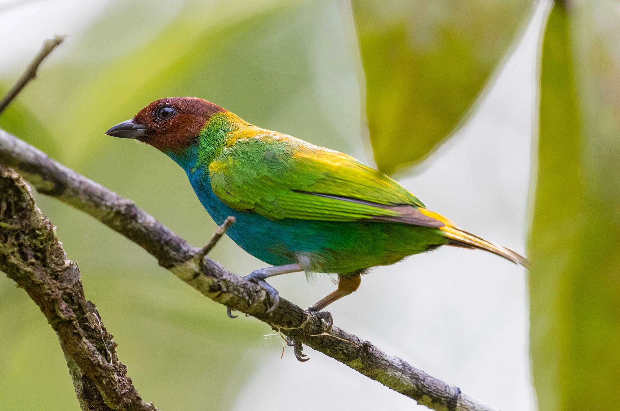 Bay-headed Tanager perched among rainforest foliage in Costa Rica