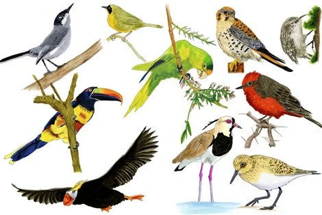 Bahama Yellowthroat Bird Sketch