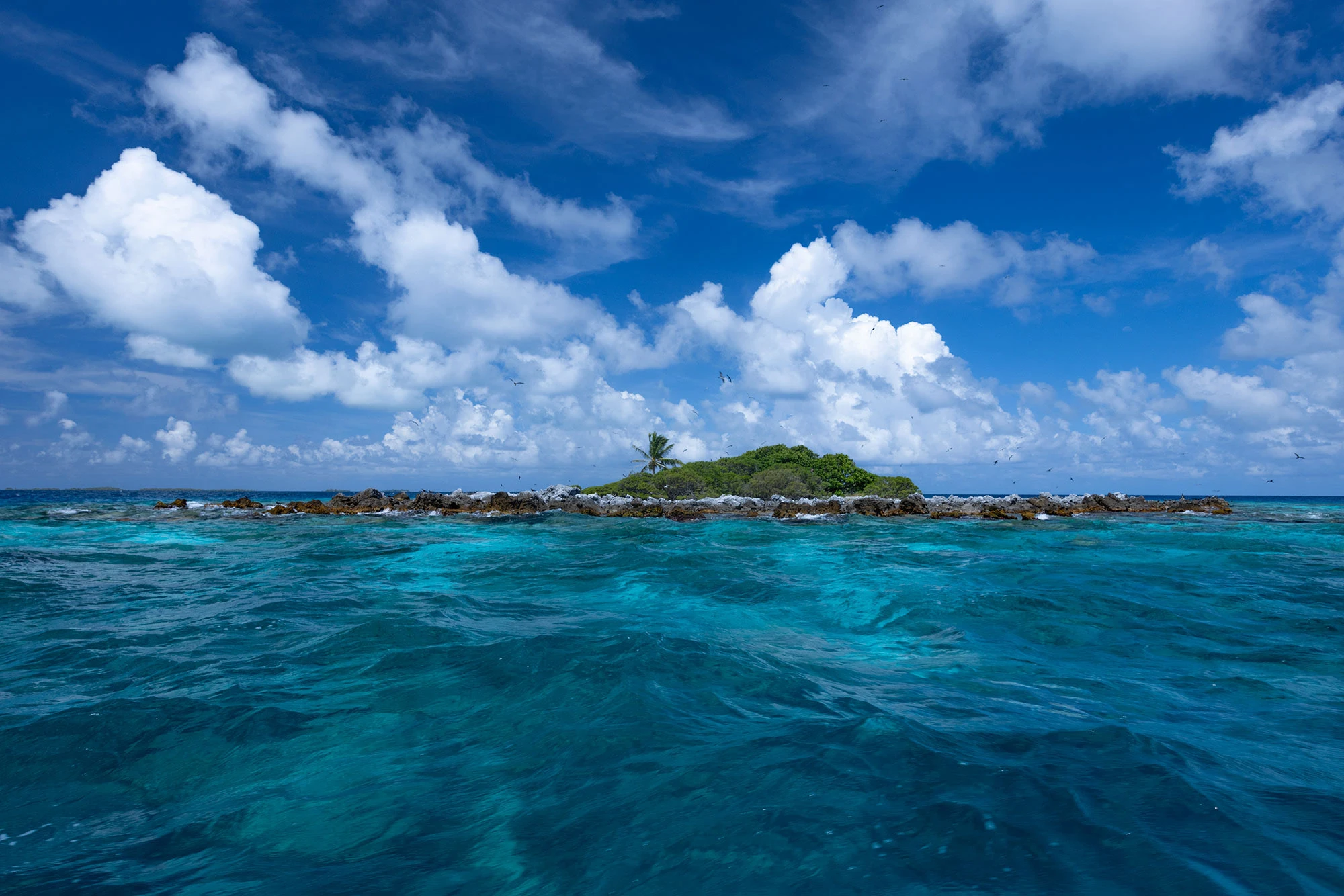 Seabirds in their nesting grounds area in Tikehau, French Polynesia