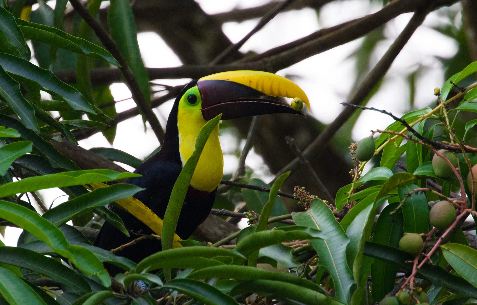 Black-mandibled Toucan