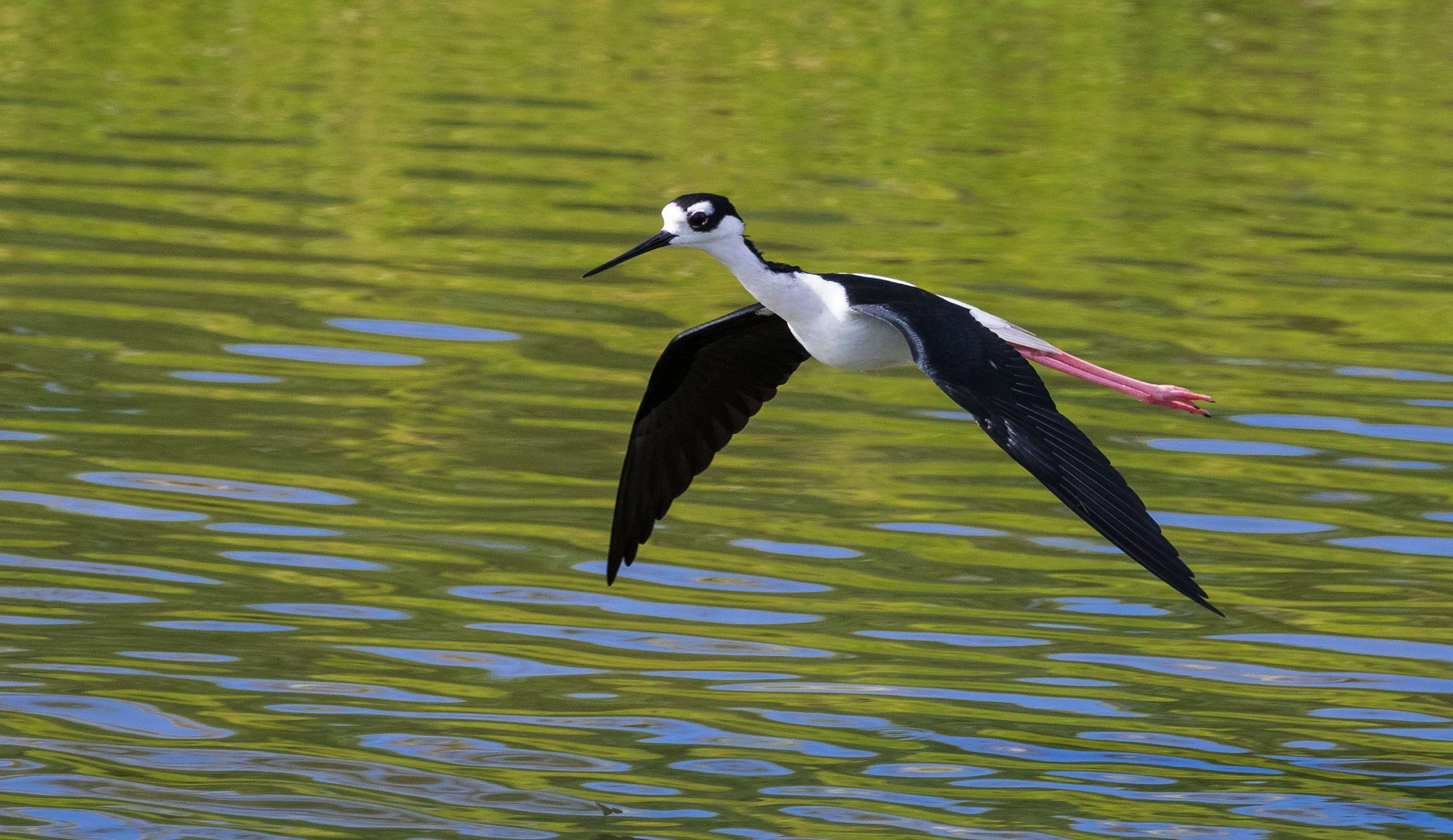 Black-necked Stilt flying over the water on the Ancón Peninsula, Cuba, its long pink legs trailing behind as it glides above reflective shallows under morning light.
