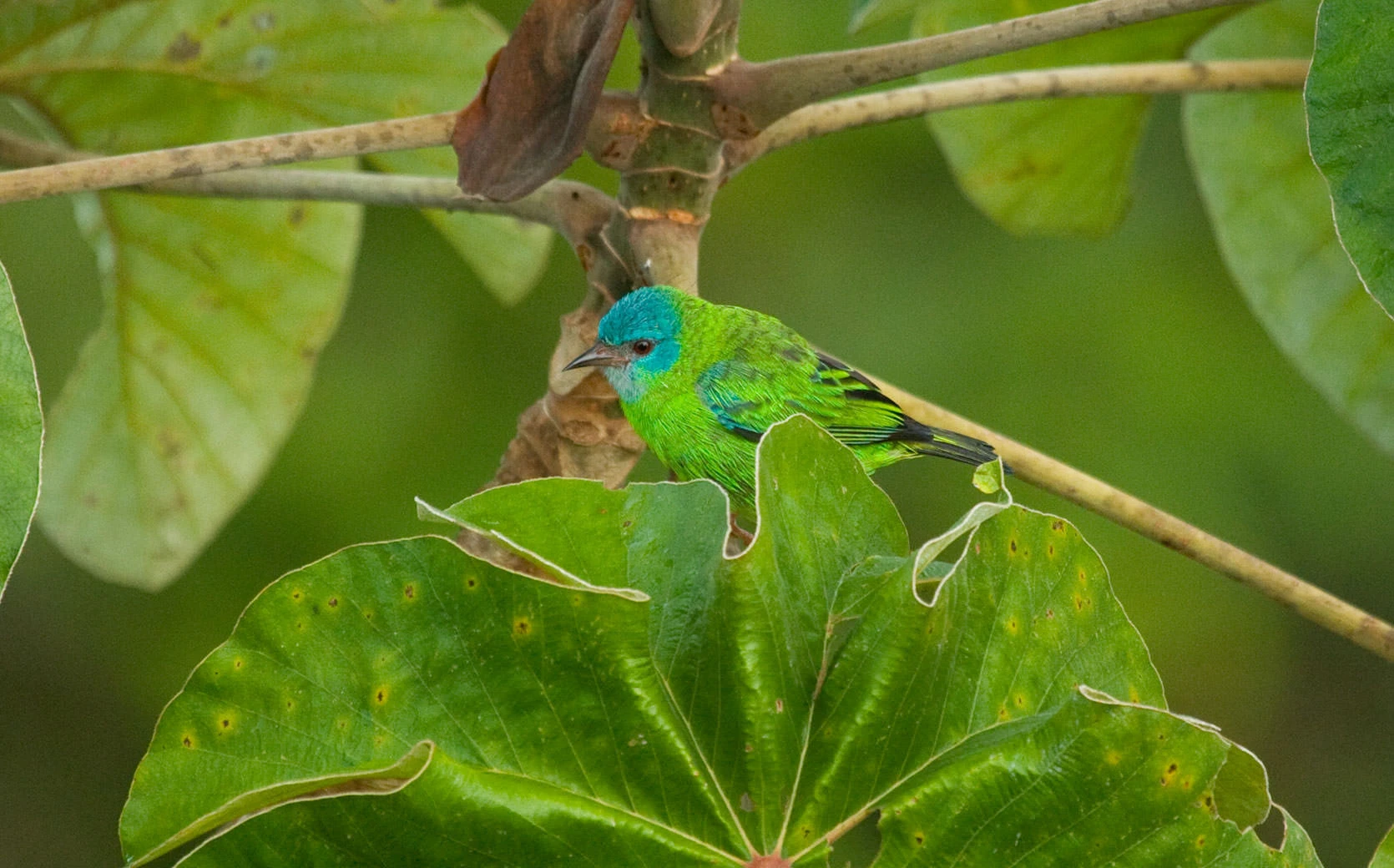 A male Blue Dacnis perched among broad tropical leaves in Panama's Soberanía National Park. Its turquoise-blue head and emerald-green body shimmer in the filtered rainforest light, a striking contrast against the muted canopy greens.