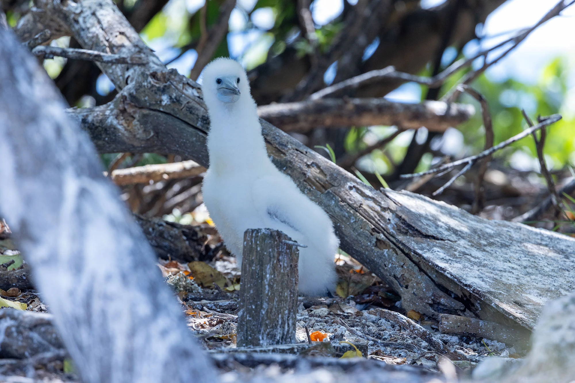 Booby Chick in the Tuamotu Atolls