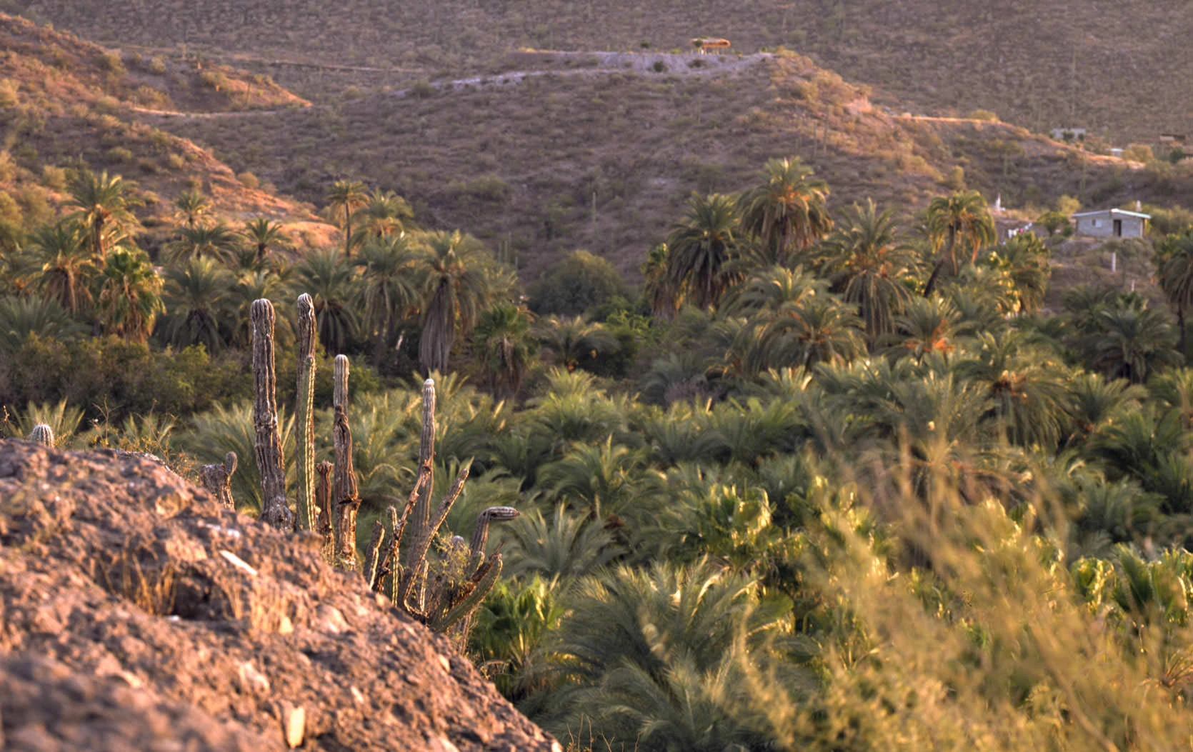 Cactus above the Mulegé River in Baja California Sur, rising over the green valley and water below