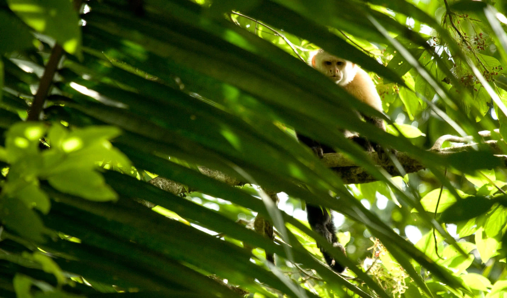 A white-faced capuchin monkey peers through layers of palm fronds in Panama's Soberanía National Park. Sunlight filters through the dense canopy, illuminating its pale face and watchful eyes amid the jungle shadows.