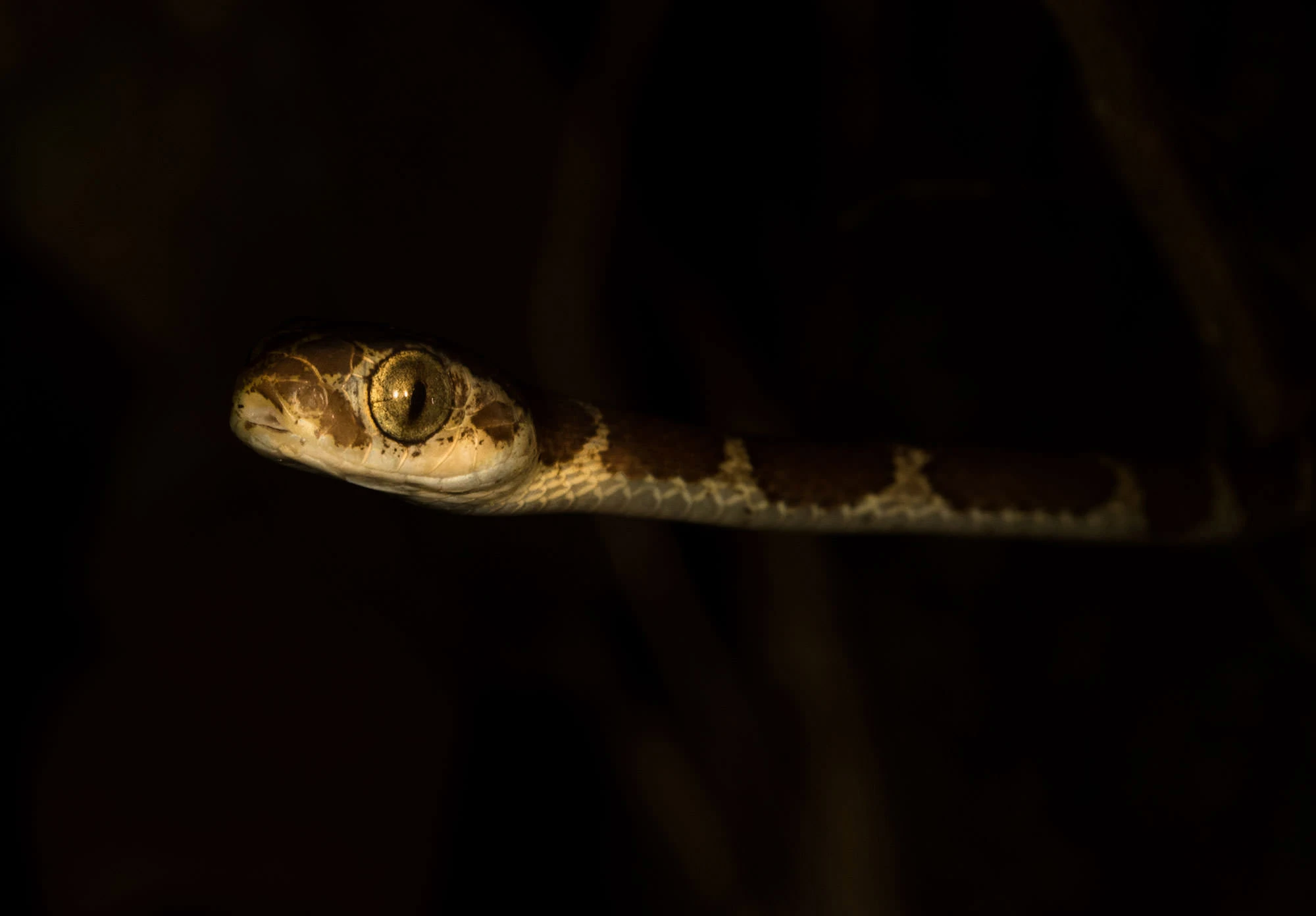 A Cat-eyed Snake peers from the darkness of Panama's lowland rainforest. Its golden eyes and slender, banded body glint under a beam of flashlight, the nocturnal hunter suspended in still air as it searches for frogs along the forest floor.
