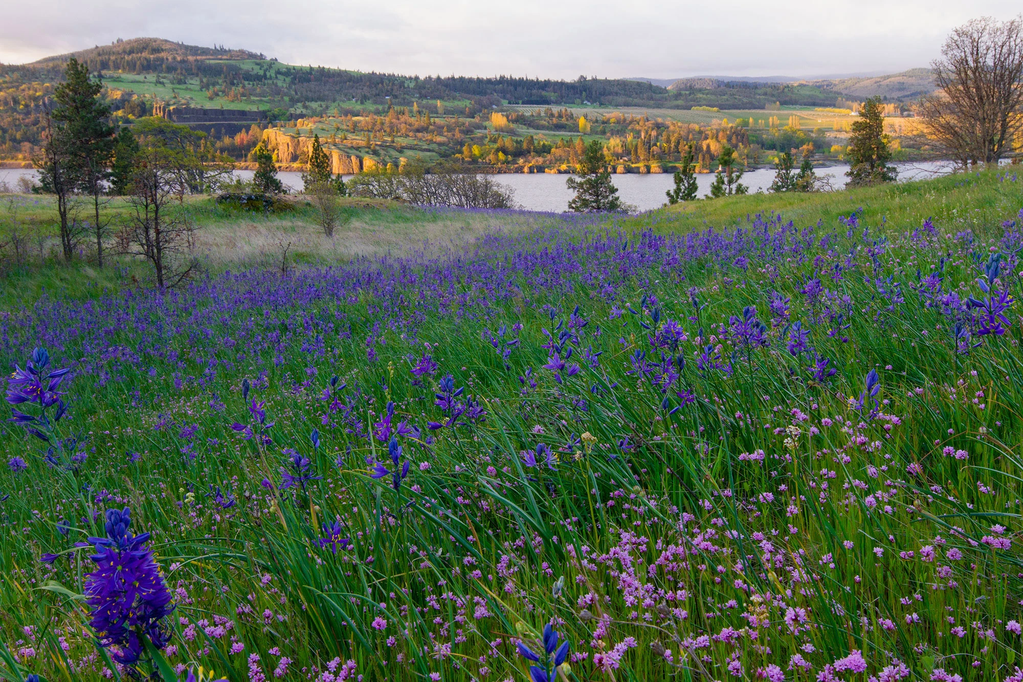 Spring wildflowers carpet the meadows of Catherine Creek, Washington, overlooking the Columbia River Gorge. Brilliant blue camas and pink onion flowers sway in the evening light, while golden cliffs and oak woodlands rise across the water, capturing the lush vitality of the Gorge in bloom.
