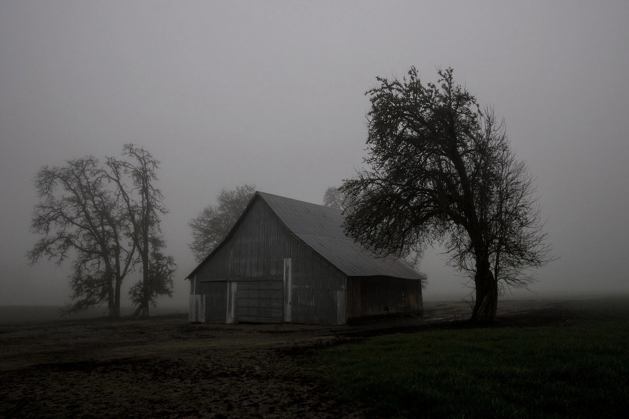 Weathered barn near Philomath, Oregon surrounded by bare trees in thick early morning fog