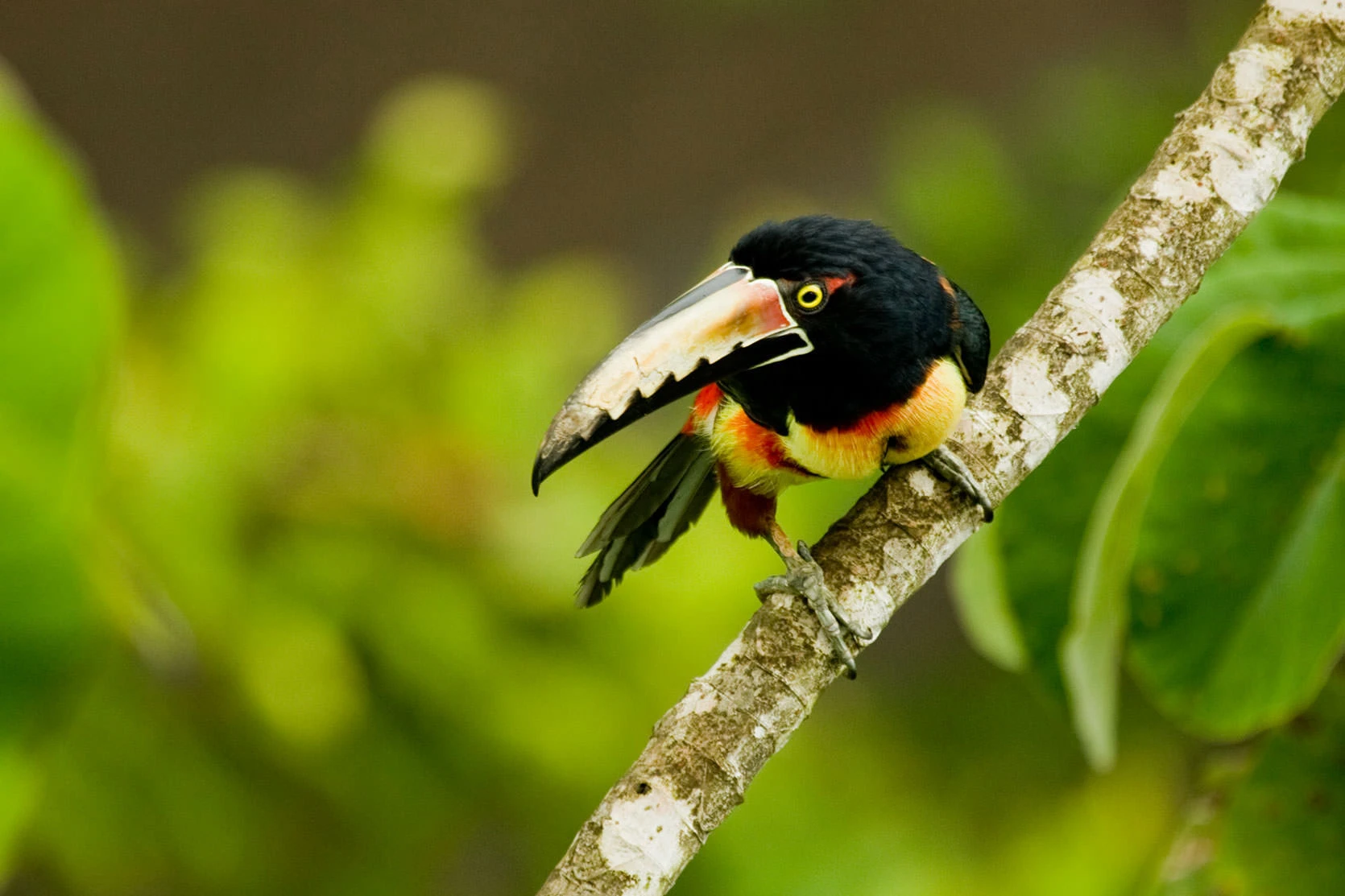 A Collared Aracari perched on a mossy branch in Panama's Soberanía National Park. Its colorful plumage—yellow chest, red belly band, and black head—contrasts against the soft green rainforest backdrop as it tilts its serrated bill in the humid canopy light.