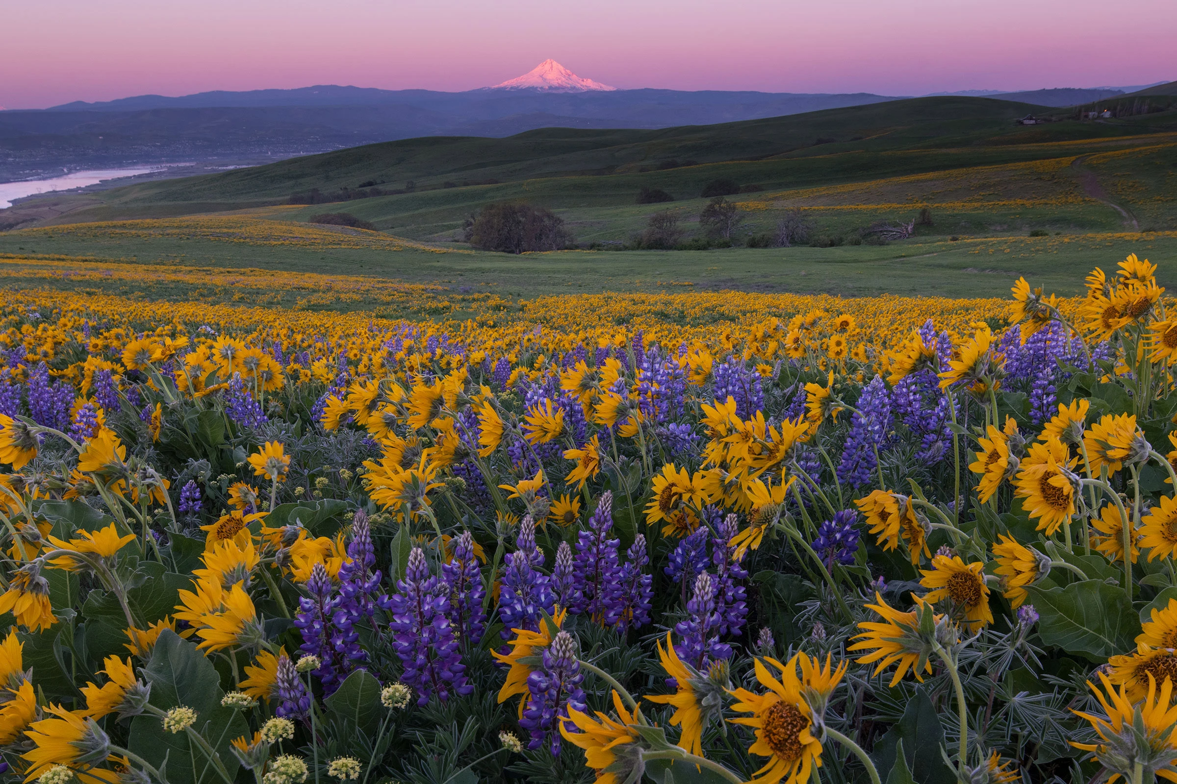 Spring wildflowers blanket the rolling meadows of Columbia Hills State Park in Washington, with yellow balsamroot and purple lupine glowing in the sunset light. Beyond the Columbia River Gorge, snowcapped Mount Hood rises against a lavender sky, capturing the serene grandeur of the Pacific Northwest in full bloom.