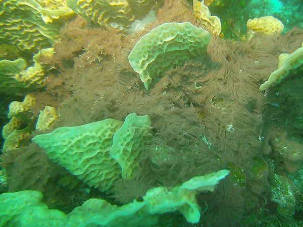 Algae smothering coral