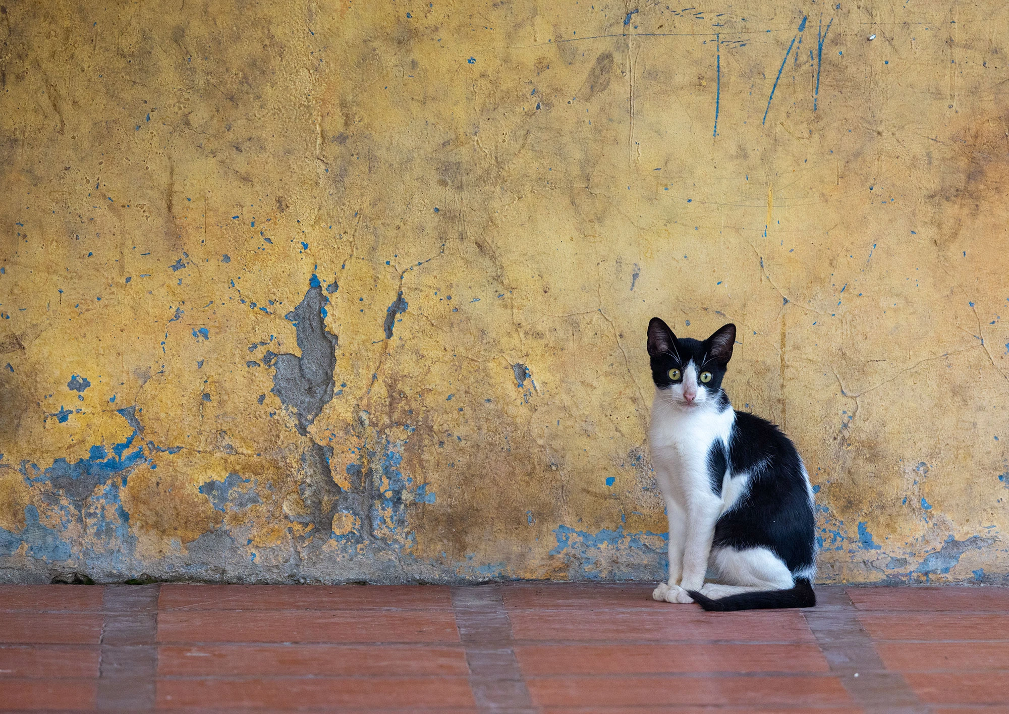 Slim black and white cat sitting upright against a weathered yellow wall with peeling blue paint in Palermo, Colombia, gazing directly at the camera from a tiled floor.