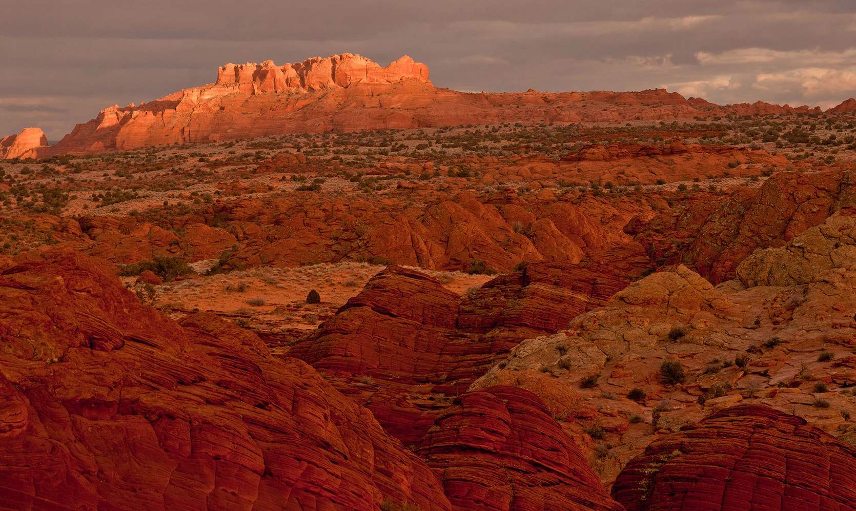 Warm evening light falls across the layered sandstone hills of the Coyote Buttes. The sky glows with magenta and gold as the sun sets, illuminating the intricate striations of the rock and creating long shadows across the desert floor. A solitary desert shrub anchors the foreground in the fading light.